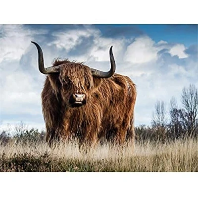 Image of Fine Art Prints Scottish Highland Cow/Coo Canvas Wall Print, 16 x 12 inches