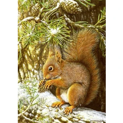 Image of Red Squirrel Christmas Card. Winter Feed by Dick Twinney Sustainable Wildlife Greeting Card (5x7 inches)