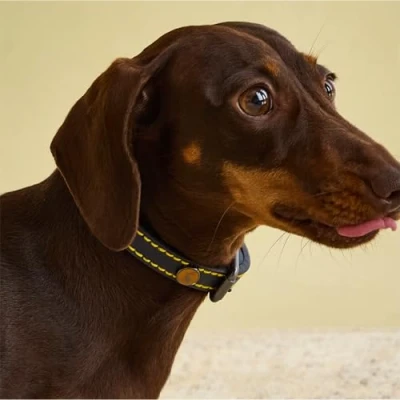 Image of Rosewood Joules Navy Leather Dog Collar, Small