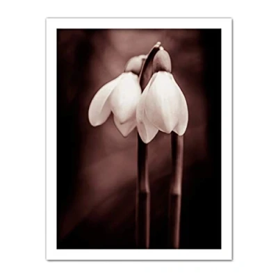 Image of Wee Blue Coo Two Snowdrops Flowers Artwork Framed Wall Art Print 18X24 Inch