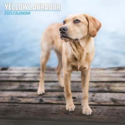 Image of Labrador Yellow 2025 Traditional Calendar