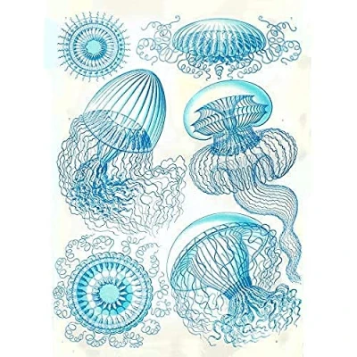 Image of Wee Blue Coo Haeckel Plate 36 Jellyfish Medusa Unframed Wall Art Print Poster Home Decor Premium