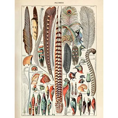Image of Artery8 Millot Encyclopedia Page Birds Feathers Plumage Premium Wall Art Canvas Print 18X24 Inch