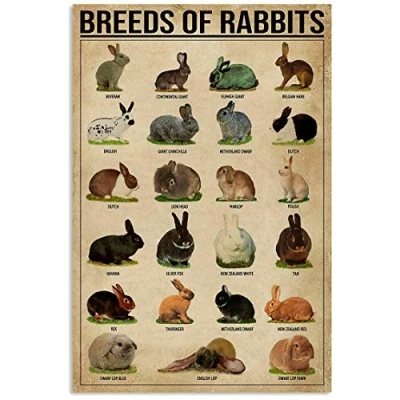 Image of TNND Breeds Of Rabbits Poster Knowledge Home Decor Artwork Gift For Rabbit Lover Art Wall Metal Sign 8x12 inches