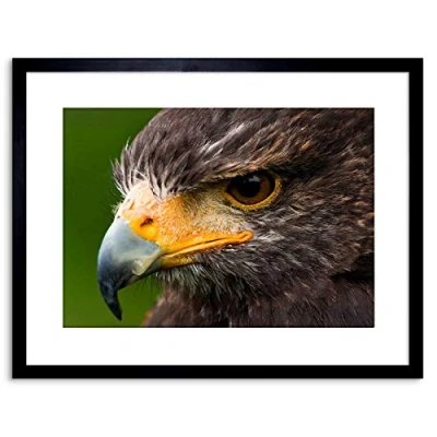 Image of Wee Blue Coo PHOTO HARRIS HAWK EYE BIRD PREY FRAMED PRINT F97X3577