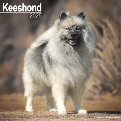 Image of Keeshond 2025 Square Wall Calendar Dog Breed Calendar: Original Avonside Kalender [Mehrsprachig] [Kalender]