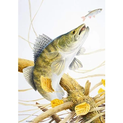 Image of Freshwater fish fishing greeting card. Zander by Maurice Pledger