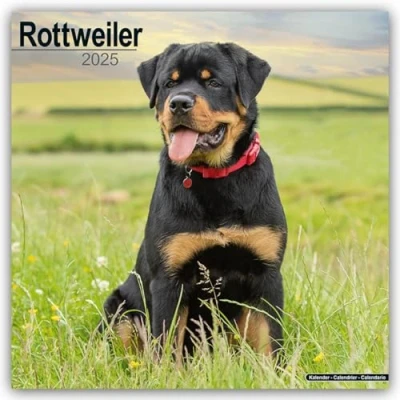 Image of Rottweiler 2025 Square Wall Calendar Dog Breed Calendar: Original Avonside Kalender [Mehrsprachig] [Kalender]
