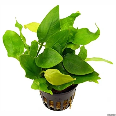 Image of Aquarium Fan Anubias barteri var. nana Golden Heart
