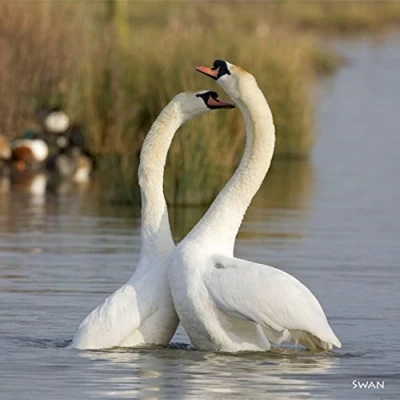 Image of Swan Greeting Card with Sound. Photograph of Swans in Courtship Combined Their Noise to Make a Totally Unique and Fun Card. Valentines Difference.