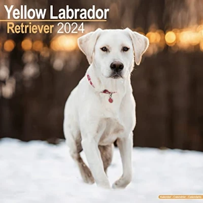 Image of Labrador Ret (Yellow) Calendar 2024 Square Dog Breed Wall 16 Month