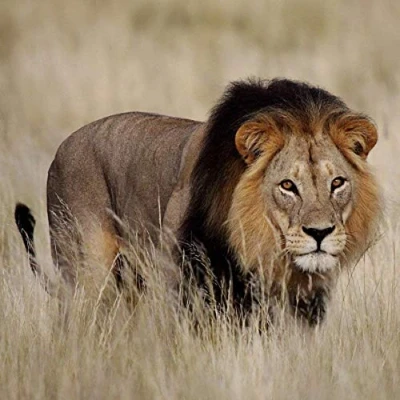 Image of Lion Greeting Card with SOUND. Animal noise plays when you open this card. Blank on the inside making it perfect for many occasions and a unique gift idea.