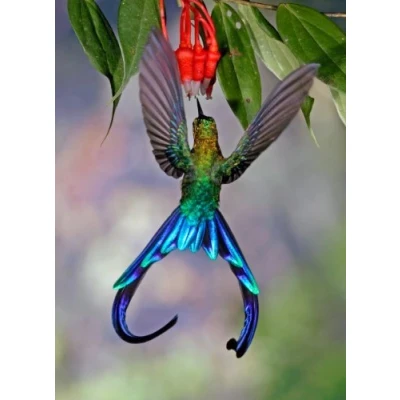 Image of Edition Colibri 3D Lenticular Postcard / Longtail Sylphe (10033)