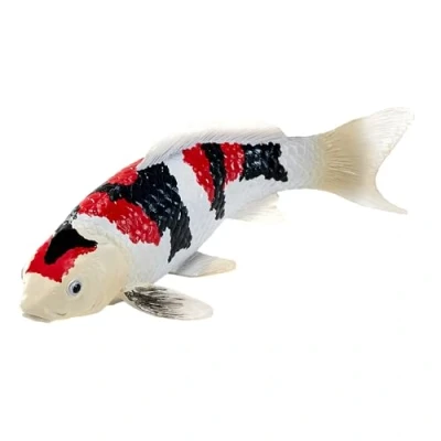 Image of Koi Carp Showa Sanshoku