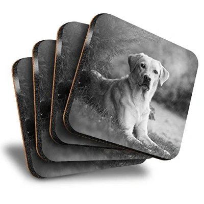 Image of Destination Vinyl ltd Great Coasters (Set of 4) Square BW Labrador Retriever Dog Pet Drink Glossy Coasters/Tabletop Protection for Any Table Type #43118