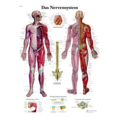 Image of 3B Scientific VR0620UU Anatomical Chart The Nervous System
