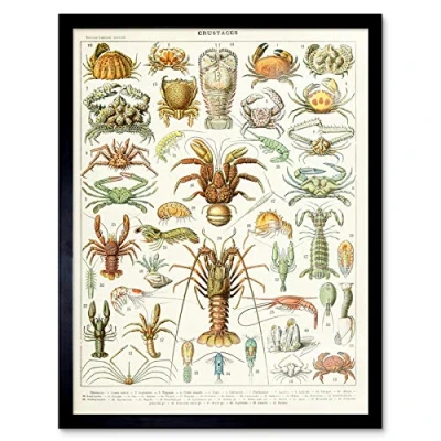 Image of Artery8 Millot Encyclopedia Page Crustaceans Lobster Art Print Framed Poster Wall Decor 12x16 inch