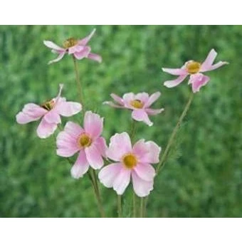 Image of Ferris Heart Sloane Luxury Artificial Light Pink Cosmo Flower Faux 78cm long