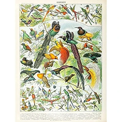 Image of Artery8 Millot Encyclopedia Page Birds Paradise Art Print Canvas Premium Wall Decor Poster Mural