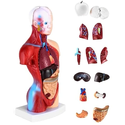 Image of QWORK® 15 Part Painted Human Body Model, Torso Organ Anatomical Model for Medical Learning Researching Display, 11 Inch / 28 cm
