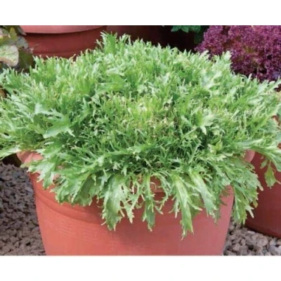 Image of 100 Seeds of Vegetable Endive Frenzy