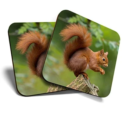 Image of Great Coasters (Set of 2) Square/Glossy Quality Coasters/Tabletop Protection for Any Table Type Red Squirrel Garden Animal #15680