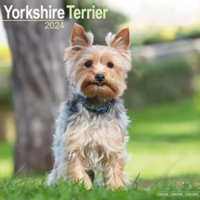 Image of Yorkshire Terrier Calendar 2024 Square Dog Breed Wall 16 Month