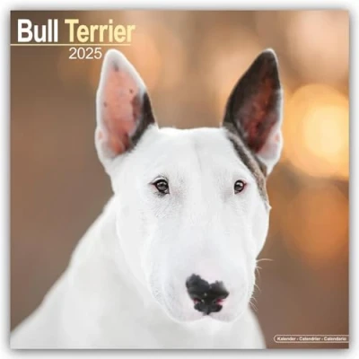 Image of Baker and Bray Bull Terrier Calendar 2025, Large Square Wall Calendar, 16 Month, Gift Dog Calendar.