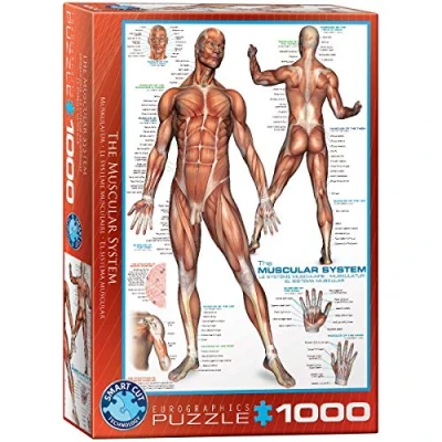 Image of Eurographics 6000 2015 The Muscular System Puzzle, various, 48 x 68 cm