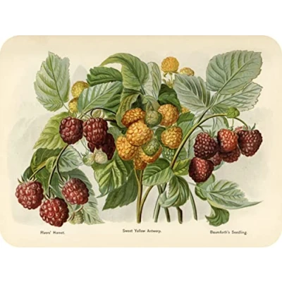 Image of Raspberry Glass Worktop Saver/Protector Kitchen Cutting Board by Pearl (40 x 30cm)
