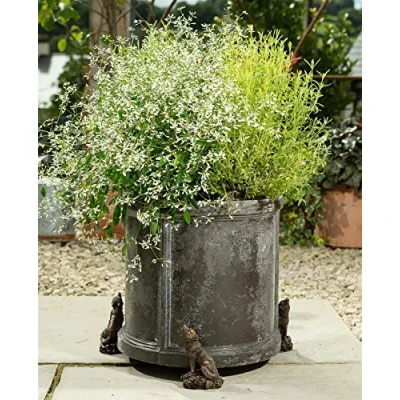 Image of Potty Feet Wolf Figures Plant Pot Planter Support Handmade Decorative Ornaments 3pcs