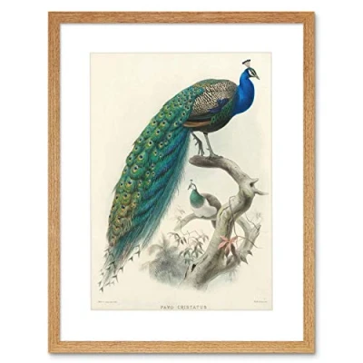 Image of Wee Blue Coo Animal Peacock Bird Scientific Pavo Cristatus Frame Art Print Picture F12X424