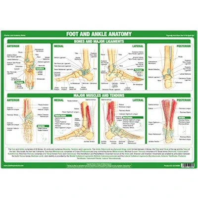 Image of Joint Anatomy Chart Series (A2 Laminated, Foot &amp; Ankle Joint)