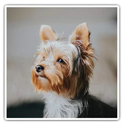 Image of 2 x 10cm Square Vinyl Stickers Yorkshire Terrier Small Dog Puppy Decals 46520