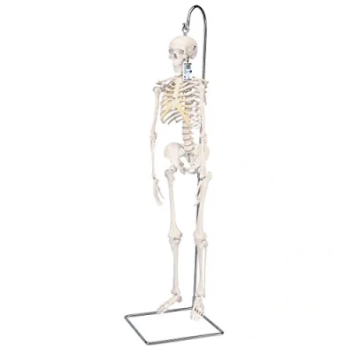 Image of 3B Scientific Mini Human Skeleton Model Shorty On Hanging Stand A18/1 + free Anatomy App Smart