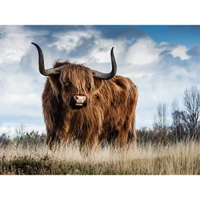Image of Scottish Highland Cow/coo Large Art Print Poster Wall Decor 18x24 inch