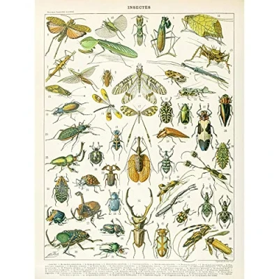 Image of Artery8 Millot Encyclopedia Page Insects Beetles Large Wall Art Poster Print Thick Paper 18X24 Inch