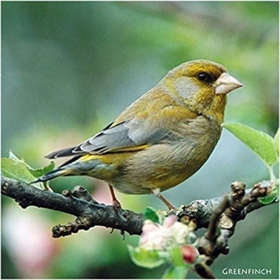 Image of Greenfinch Bird Greeting Card with sound