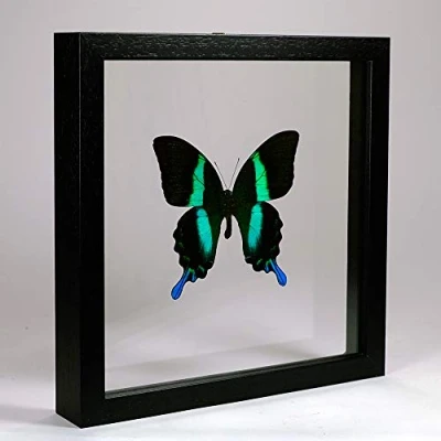 Image of De Museumwinkel.com Papilio blumei The Green Swallowtail Real Taxidermy Butterfly Mounted Between Glass in Handmade Black Wooden Double Frame