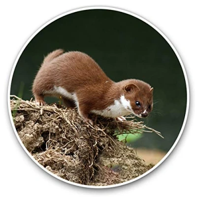 Image of Vinyl Stickers (Set of 2) 7.5cm Brown Wild Weasel Animal #12767