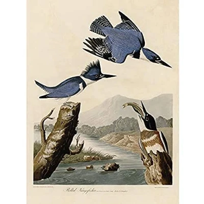 Image of Artery8 Audubon Birds America Belted Kingfisher Art Print Canvas Premium Wall Decor Poster Mural