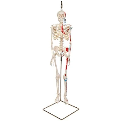 Image of 3B Scientific Mini Human Skeleton Model Shorty with Painted Muscles, On Hanging Stand A18/6 + free Anatomy App Smart