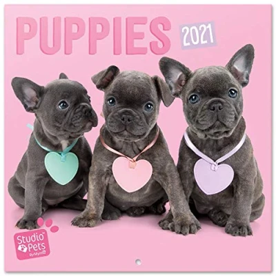 Image of Official Studio Pets Puppies 2021 Wall Calendar 11.8 x inches (16 Months) Family Planner 2021, CP21007