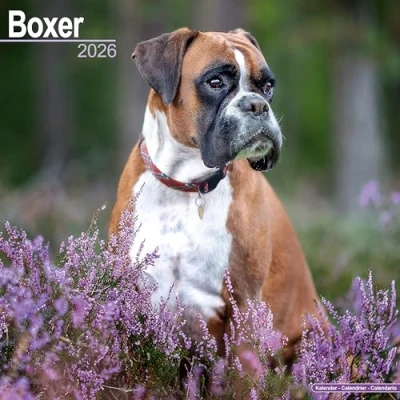 Image of Boxer Calendar 2026