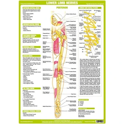 Image of Nervous System Chart Series (A3 Laminated, Lower Limb Posterior)