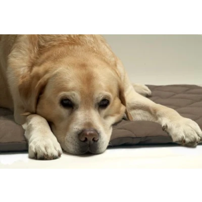 Image of Petlife Flectabed Q Thermal Pet Bedding for Dog/ Cat, 26 x 20 inch, Brown
