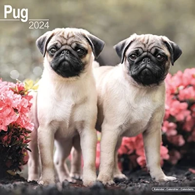 Image of Pug Calendar 2024 Square Dog Breed Wall 16 Month