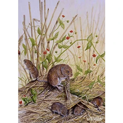 Image of Wildlife and nature greeting card. Field Voles by Dick Twinney