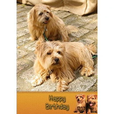 Image of Norfolk Terrier Dog Birthday Card
