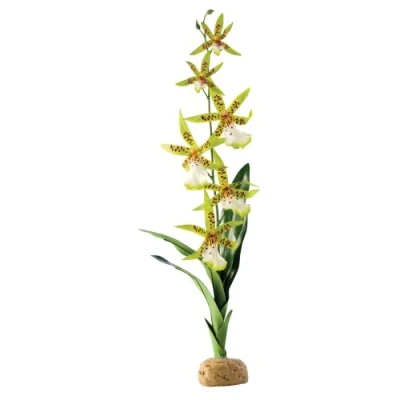 Image of Exo Terra Spider Orchid